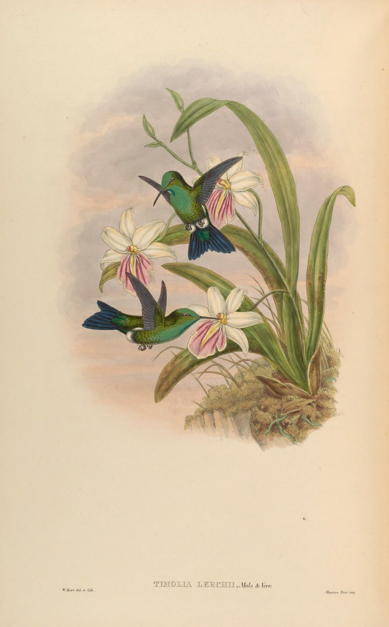 Timolia lerchi = Thalurania furcata x Chrysuronia oenone？ 作： ジョン・グールド