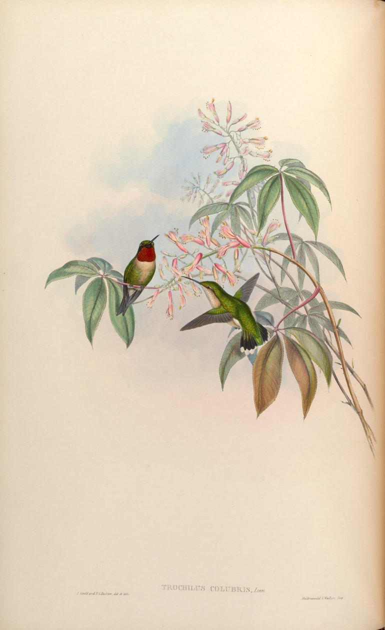 Trochilus colubris = Archilochus colubris 作： ジョン・グールド