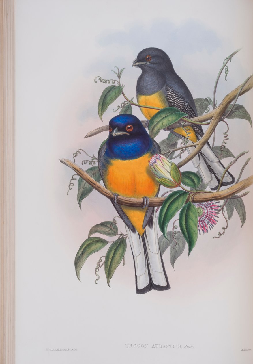 Trogon Aurantius、ジョングールドによる英国の鳥のプレート、1862〜73年公開（手彩色のリソ） 作： ジョン・グールド