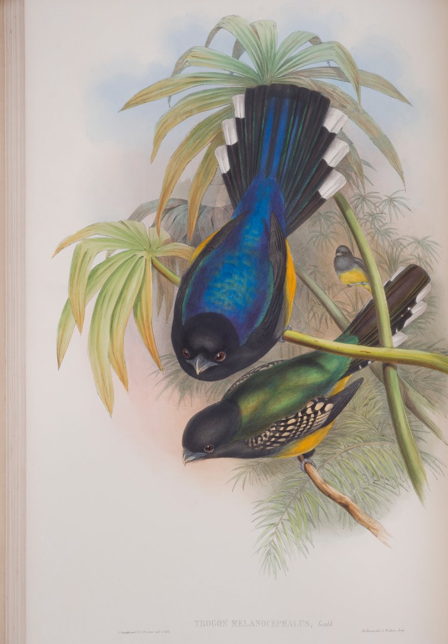Trogon Melanocephalus、ジョングールドによる英国の鳥のプレート、1862〜73年公開（手彩色のリソ） 作： ジョン・グールド