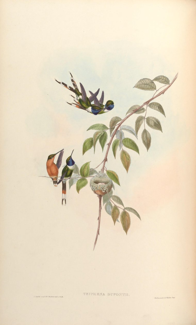 Tryphaena duponti = Tilmatura duponti 作： ジョン・グールド