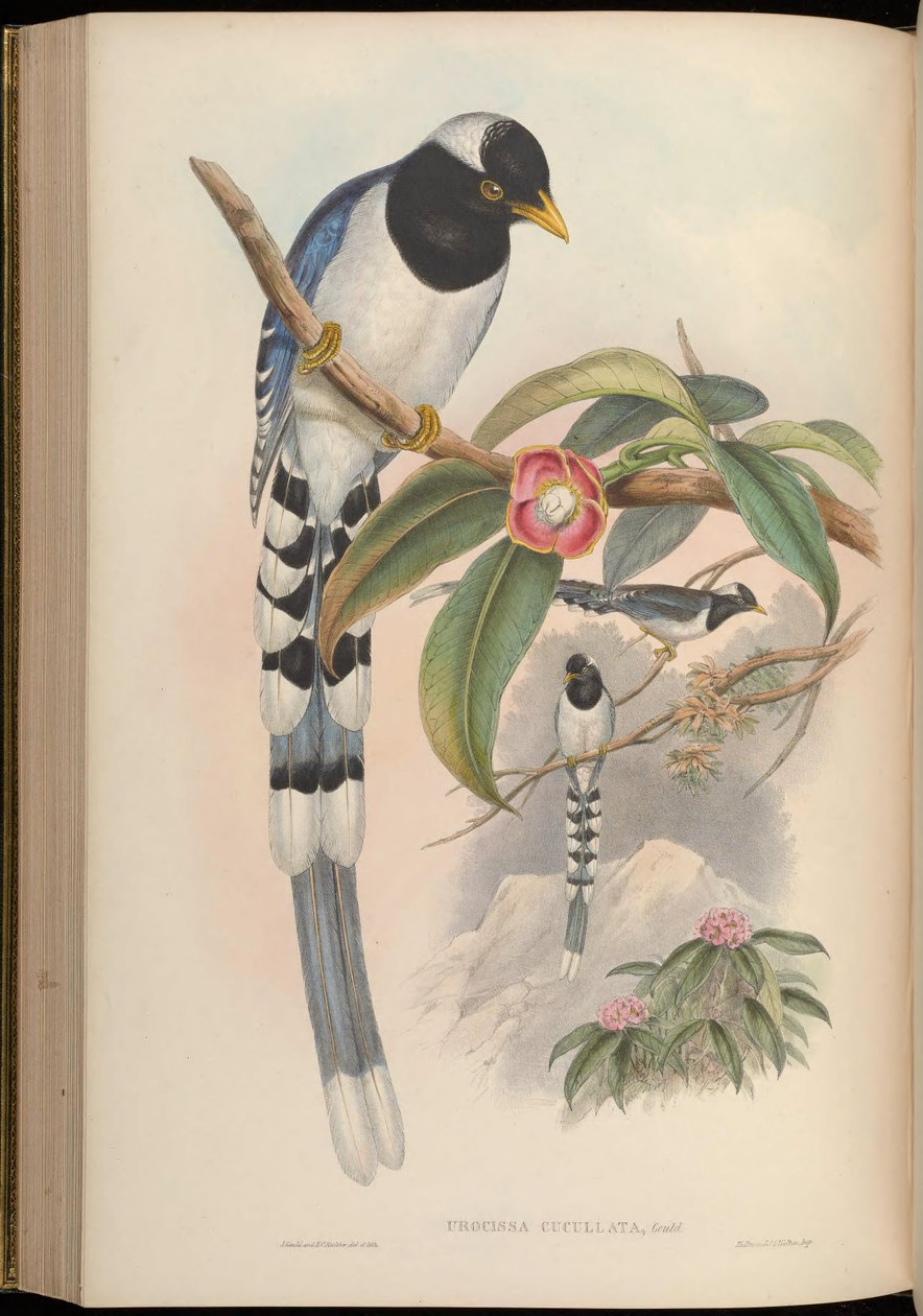 Urocissa cucullata = Urocissa flavirostris cucullata 作： ジョン・グールド