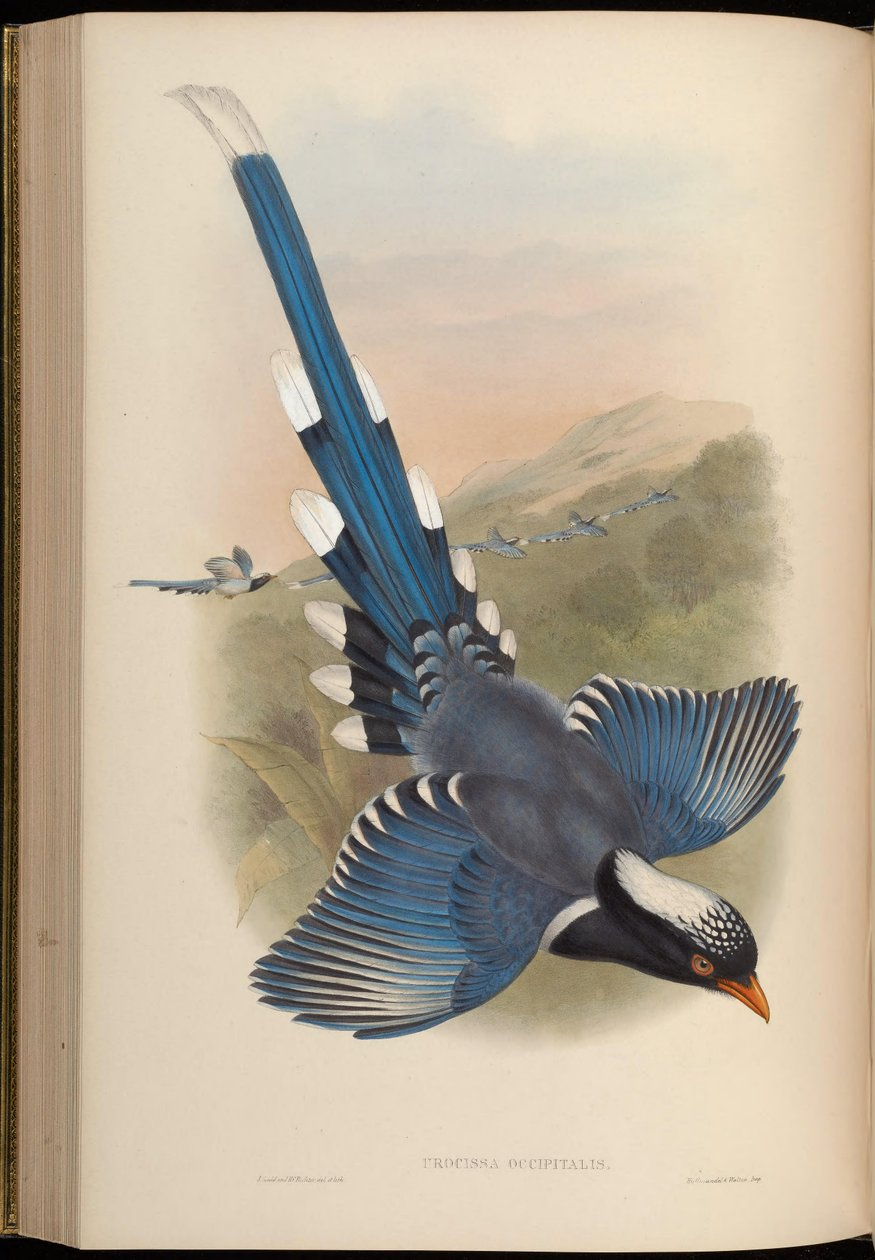 Urocissa occipitalis =尿路炎後頭症 作： ジョン・グールド