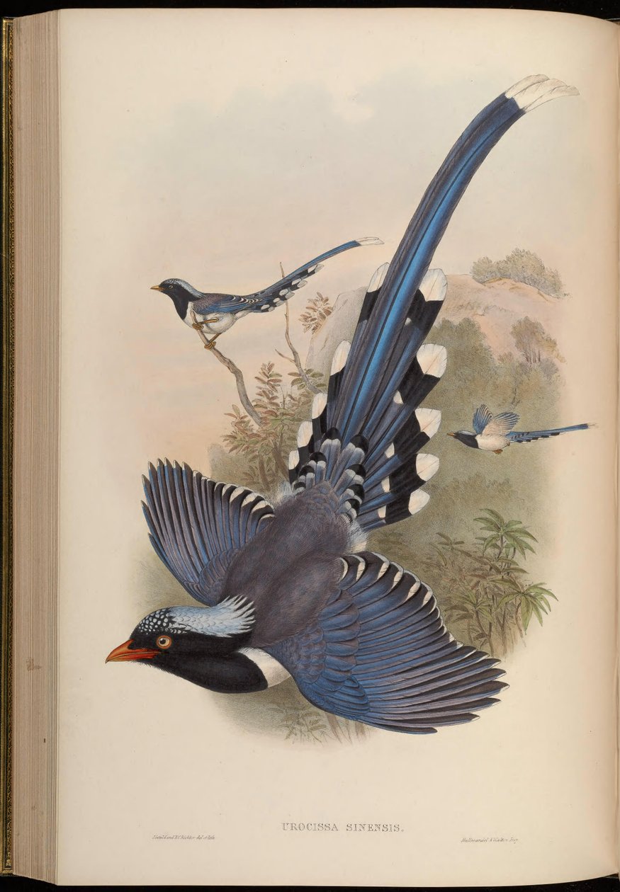 Urocissa sinensis = Urocissa erythrorhyncha 作： ジョン・グールド