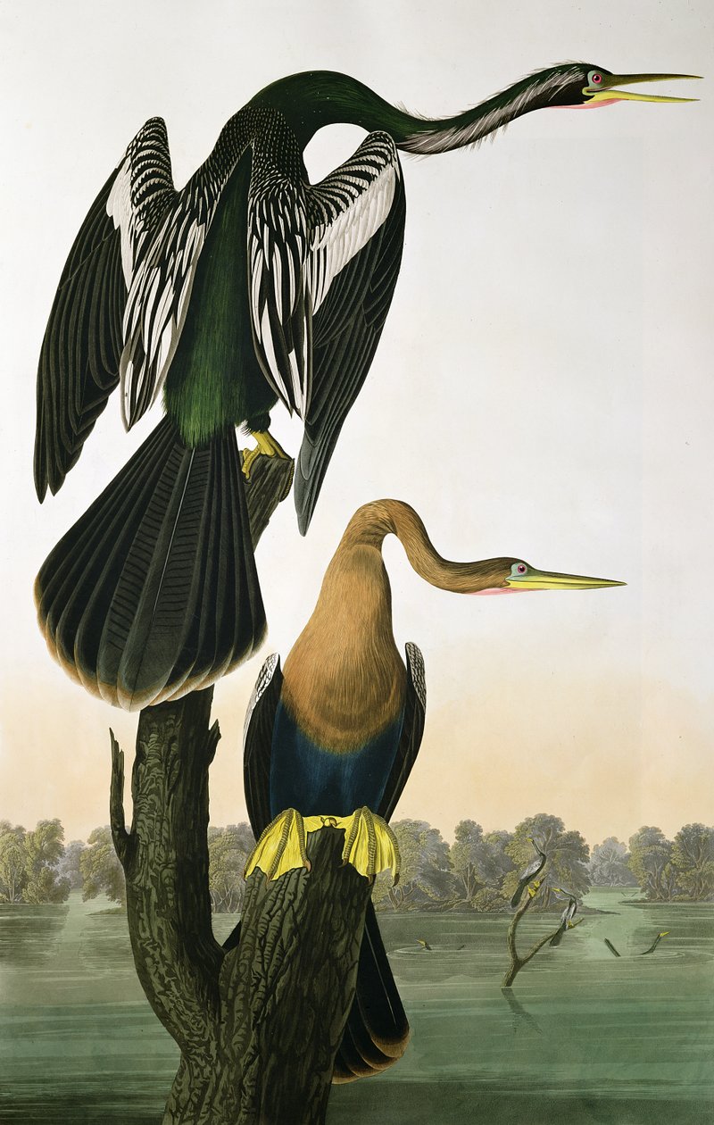 ロバートハヴェル（1793-1878）1836によって彫刻された「アメリカの鳥」からの黒請求ダーター 作： ジョン・ジェームス・オーデュボン