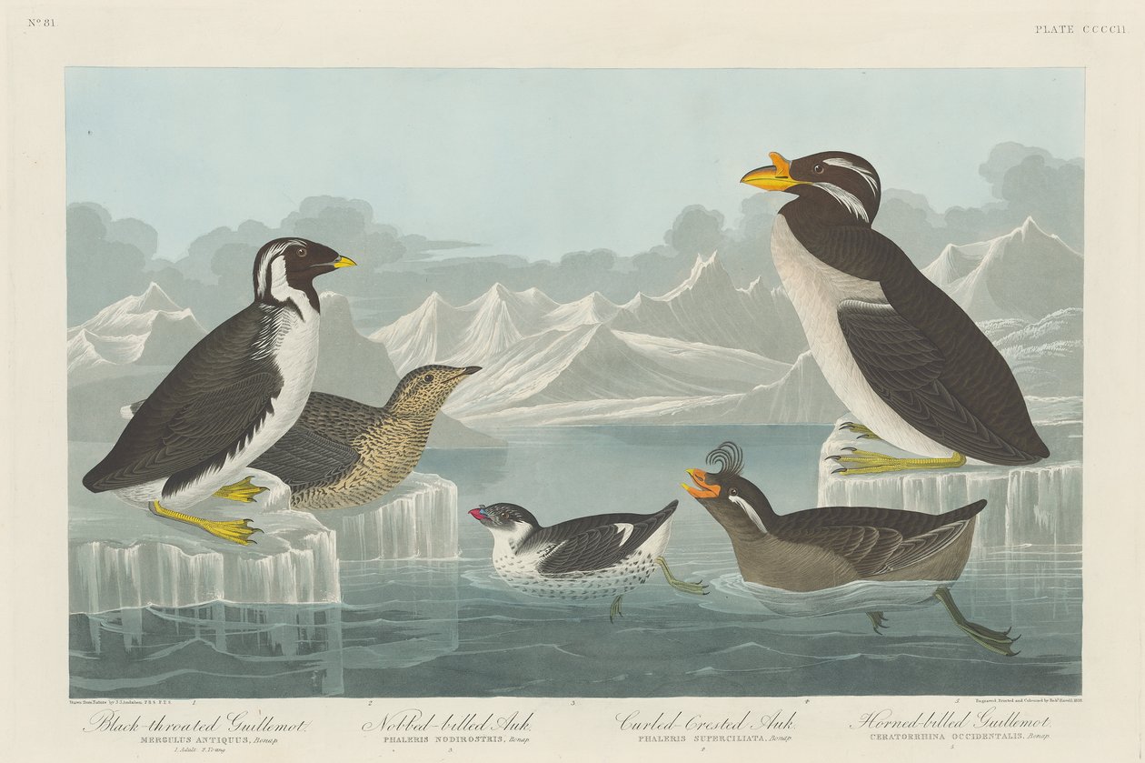 ブラックスロートギレモット、Nobbed-billed Auk、Curled-Crested Auk、およびHorned-billed Guillemotrn1838 作： ジョン・ジェームス・オーデュボン