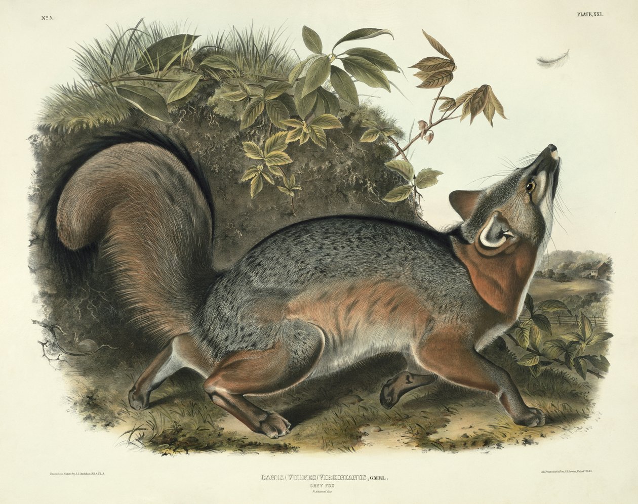 Canis（Vulpes）Virginianus（グレイフォックス）、「北アメリカの四足獣」からのプレート21、ジョンT.ボーエン（1801-c.1856）、1843年の彫刻 作： ジョン・ジェームス・オーデュボン