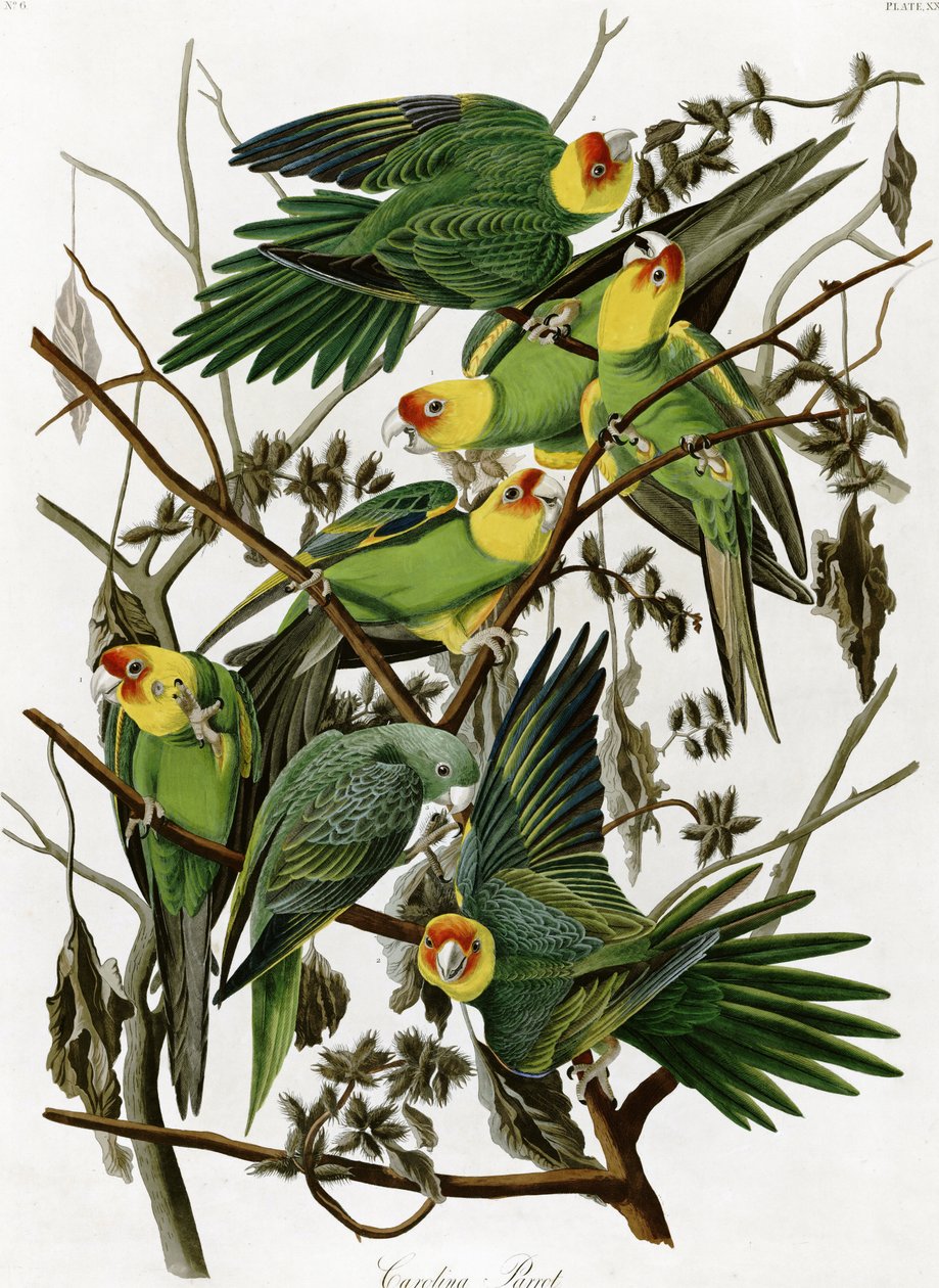 ジョンジェームスオーデュボン（1833）によるカロライナインコ 作： ジョン・ジェームス・オーデュボン