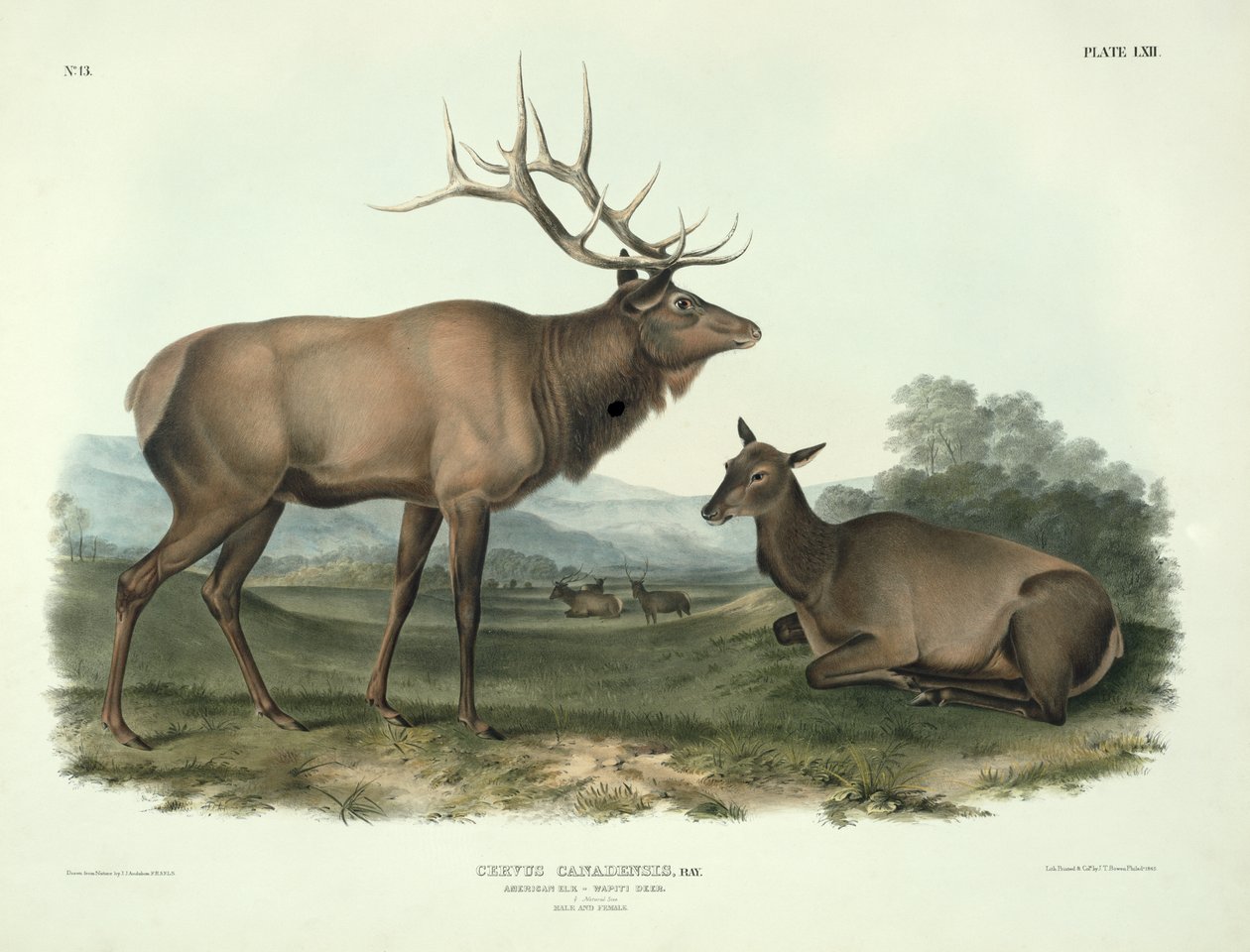 サーバスカナデンシス（アメリカンエルク、ワピチ鹿）、ジョンT.ボーエン（1801-c.1856）、1845によって彫刻された「北アメリカの四肢動物」からのプレート62 作： ジョン・ジェームス・オーデュボン