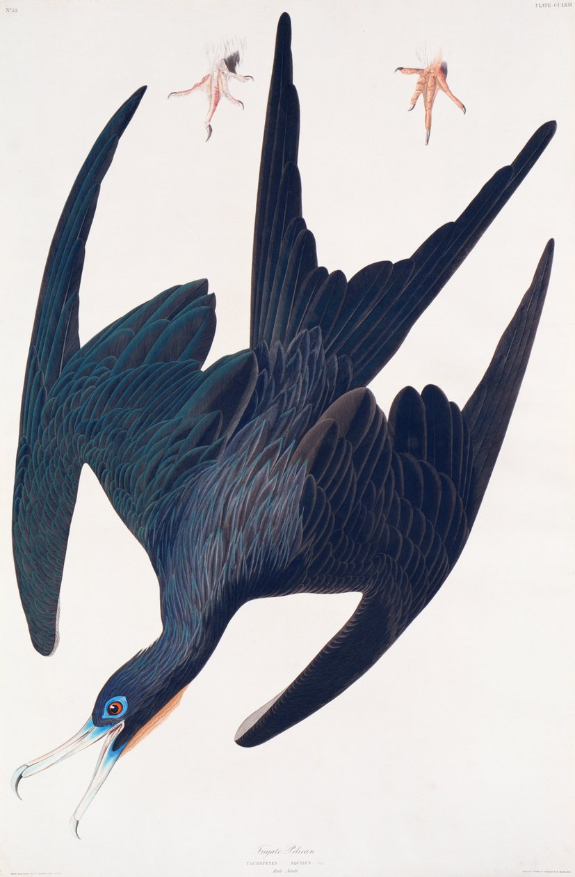 フリゲートペンギン、アメリカの鳥のイラスト、1835年（手描きの彫刻とアクアチント） 作： ジョン・ジェームス・オーデュボン