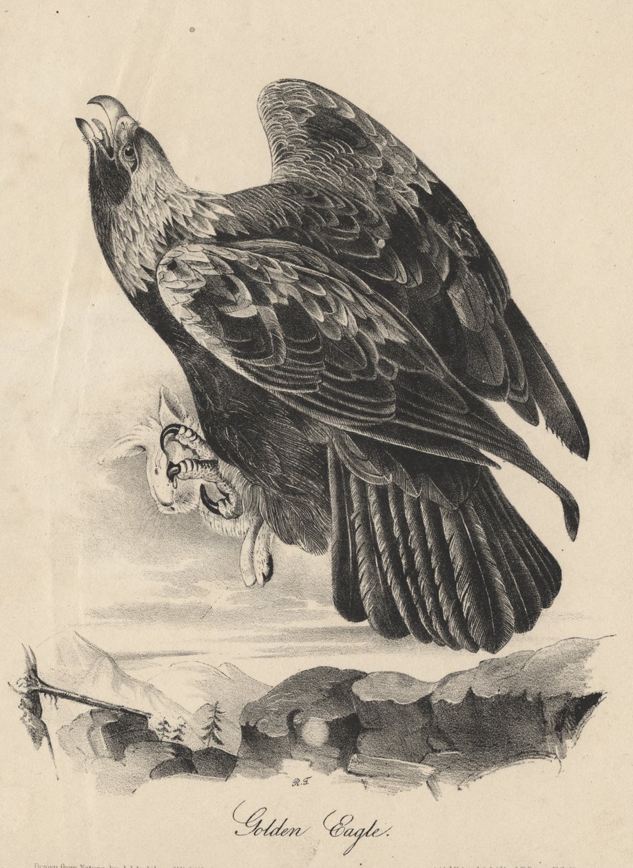 ゴールデンイーグル、「鳥のアメリカ」、1840年からJTボーエンによるリソ 作： ジョン・ジェームス・オーデュボン