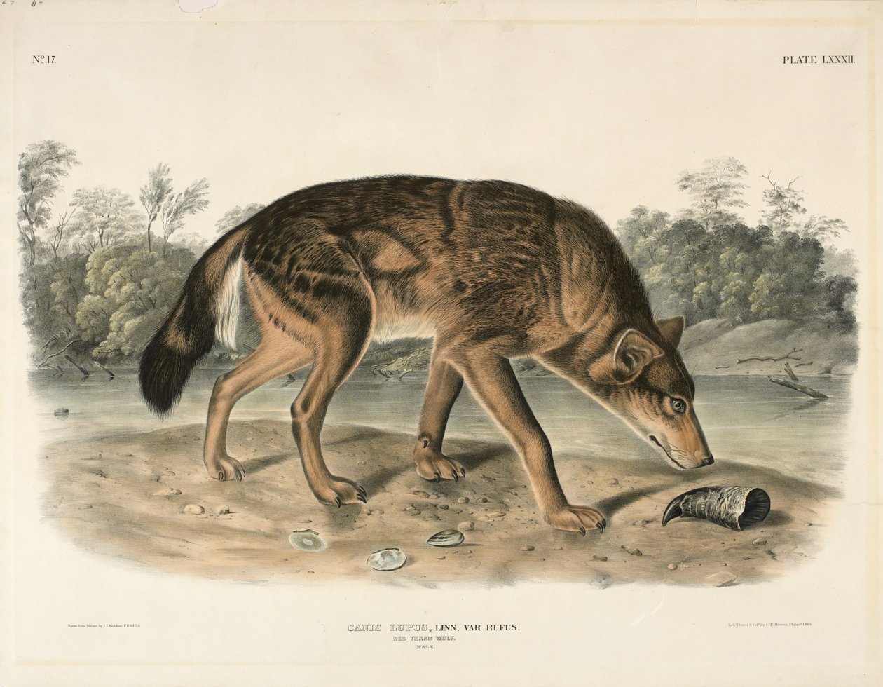 レッドテキサンウルフ（Canis Lupus）、1845（ハンドリトグラフ） 作： ジョン・ジェームス・オーデュボン