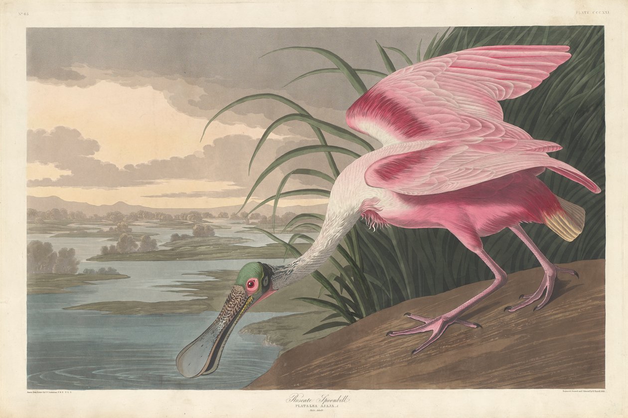 クロツラヘラサギ、1836 作： ジョン・ジェームス・オーデュボン