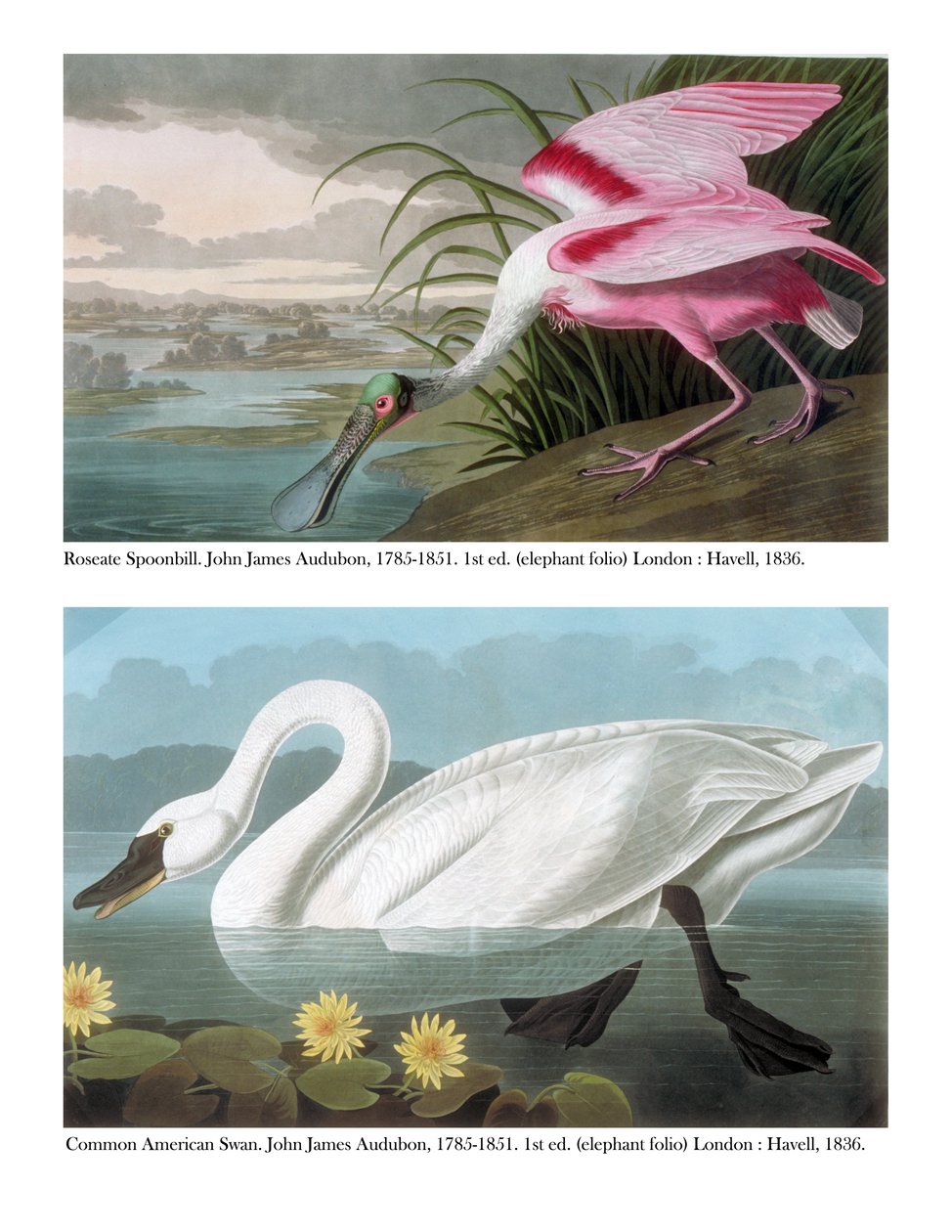 クロツラヘラサギと一般的なアメリカの白鳥、1836 作： ジョン・ジェームス・オーデュボン
