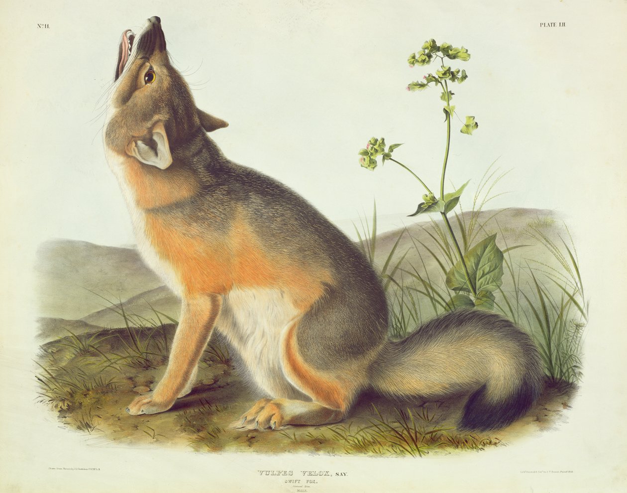 ヴォルペスヴェロックス（スイフトフォックス）、「北アメリカの四足獣」のプレート52、ジョンT.ボーエン（1801-c.1856）、1844年に彫刻 作： ジョン・ジェームス・オーデュボン
