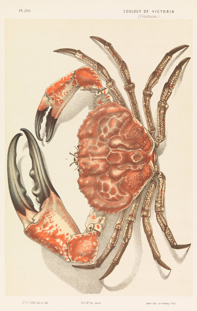 タスマニアカニ、Pseudocarcinus gigas 作： ジョン・ジェームズ・ワイルド