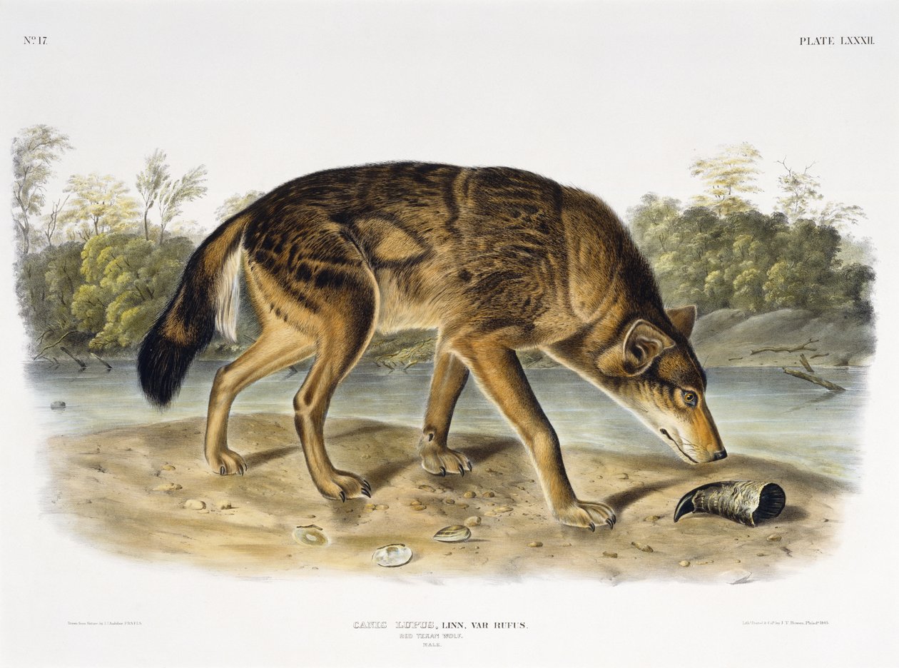 レッドテキサンウルフ、1845年（手塗りのリトグラフ） 作： オーデュボン後のジョン・ジェームズ
