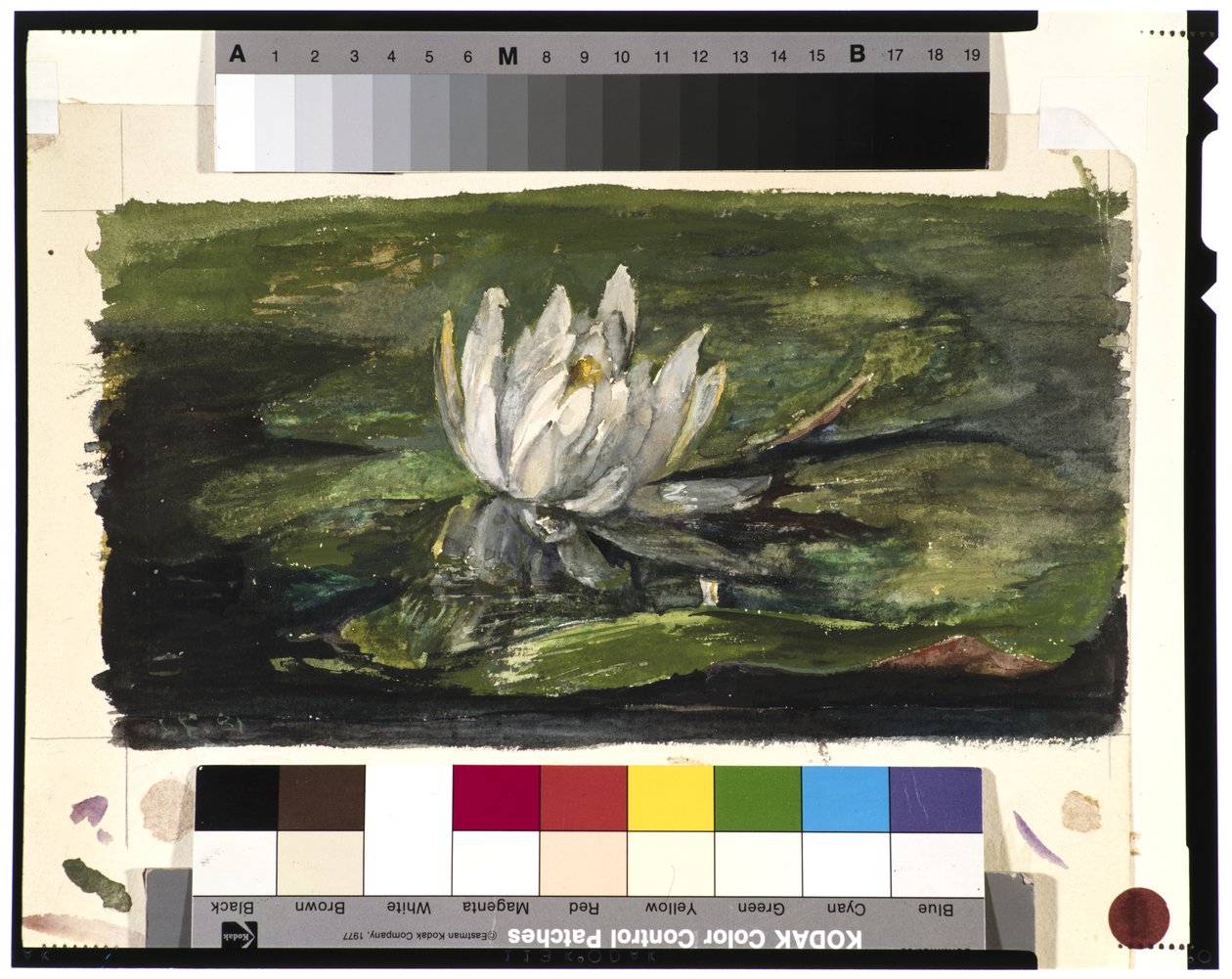 日光の中の睡蓮、1881 作： ジョン・ラ・ファージュまたはラファージュ