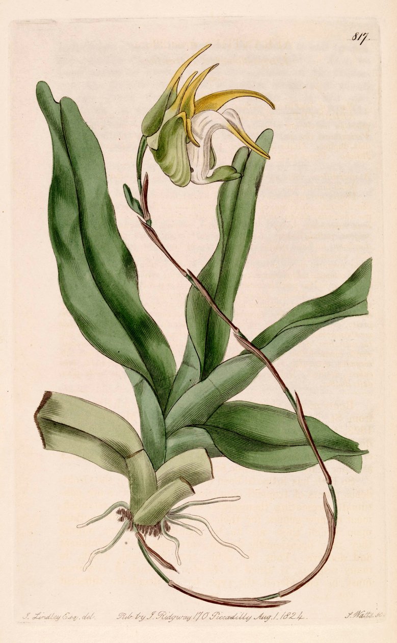 Aeranthes grandifloraのイラスト 作： ジョン・リンドリー