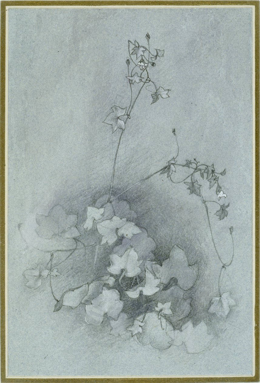 Ivy-Leaveed Toadflax（ &39;Oxford Ivy&39;）、1852（水彩、ボディカラー、ペンとインク、グラファイトの上に青い織り紙を重ねたもの） 作： ジョン・ラスキン
