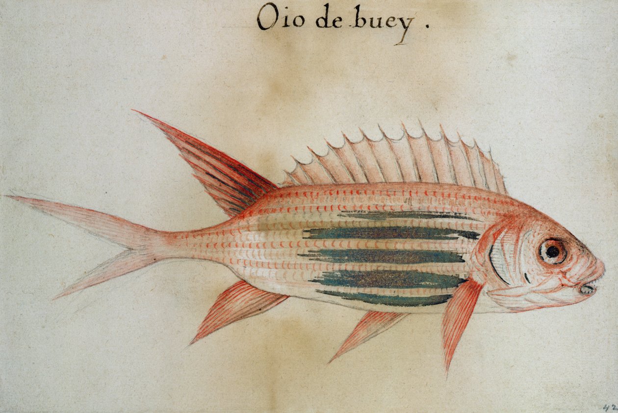 リスの魚または兵士の魚 作： ジョンホワイト