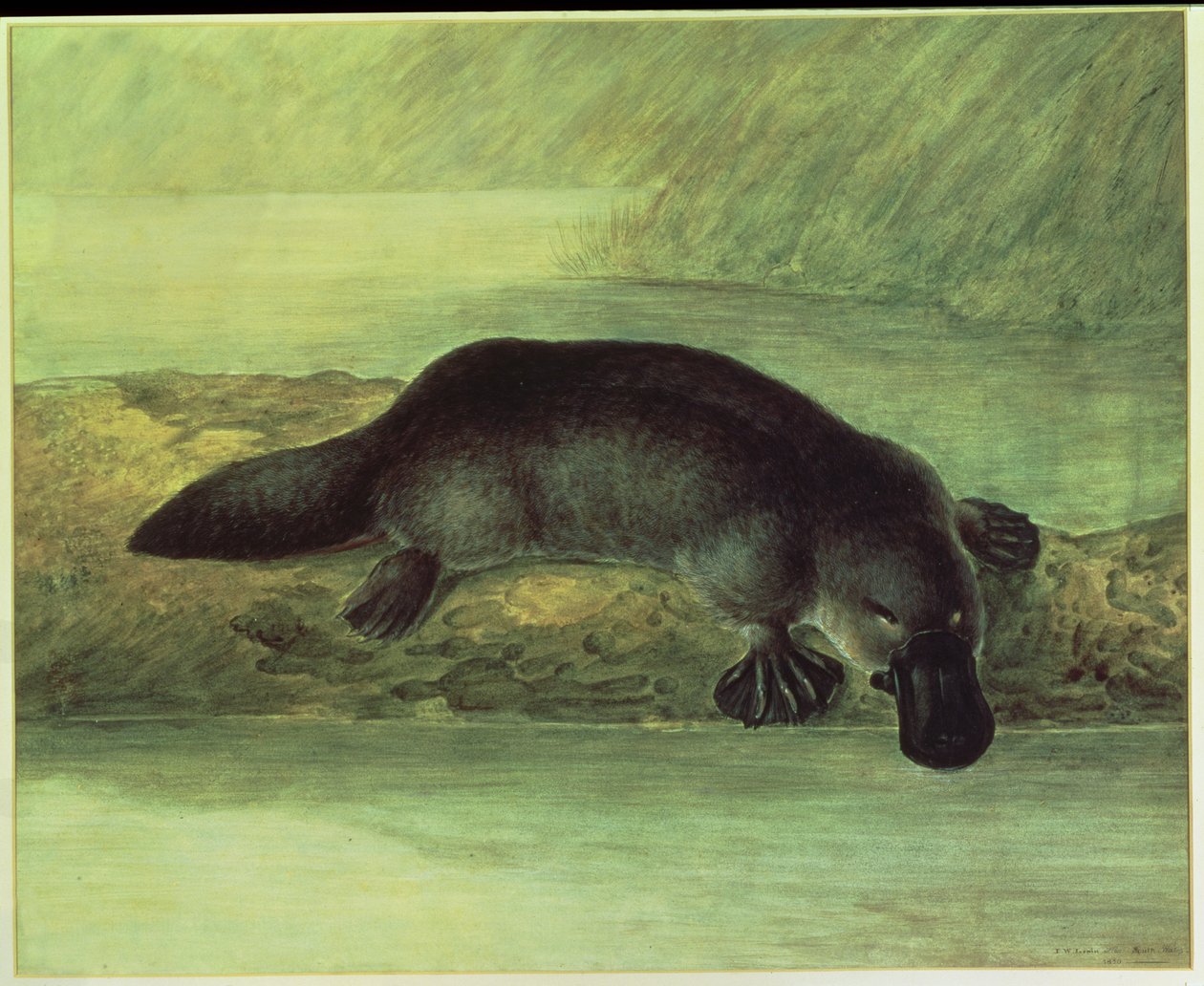 アヒル請求カモノハシ、ornithorynchus paradoxus、1810 作： ジョン・ウィリアム・ルーウィン