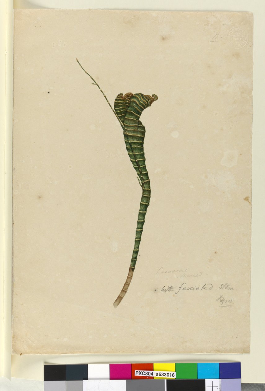 ページ11. Casuarina、c.1803-06（トイレ、ペン、インク、鉛筆） 作： ジョン・ウィリアム・ルーウィン