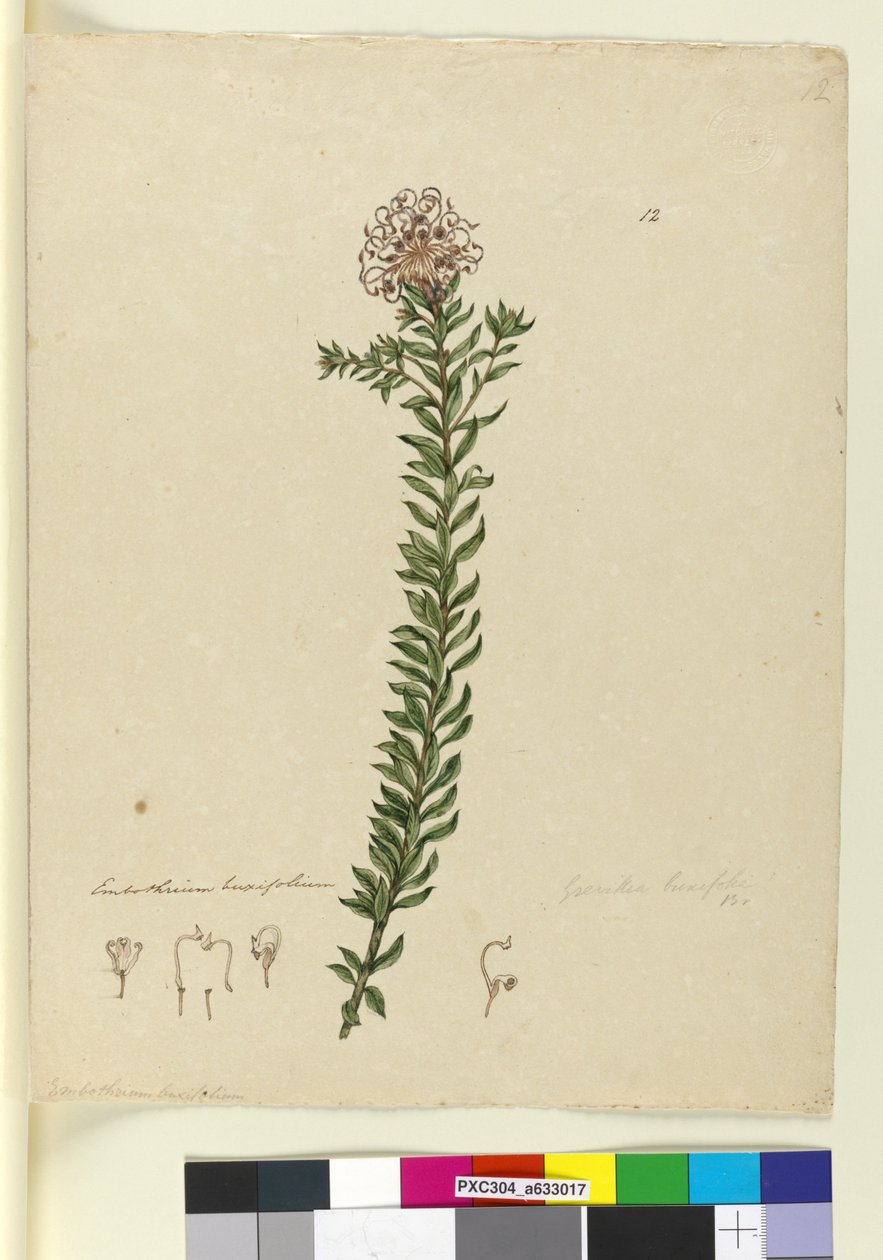 Page 12. Grevillea buxifolia、c.1803-06（トイレ、ペン、インク、鉛筆） 作： ジョン・ウィリアム・ルーウィン