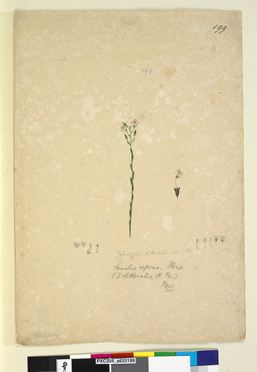 199ページ。Samolusrepens、c.1803-06（wc、ペン、インク、鉛筆） 作： ジョン・ウィリアム・ルーウィン