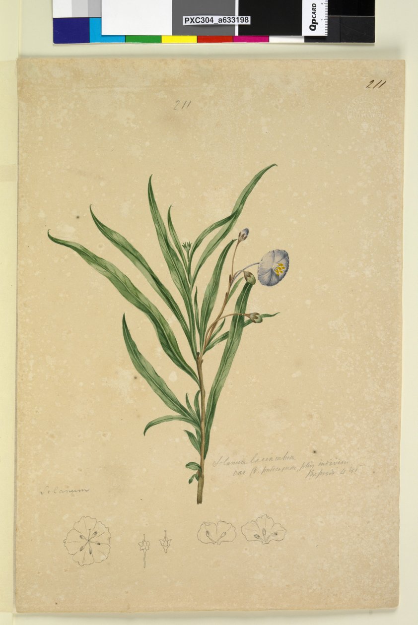 ページ211。Solanumlaciniatum、c.1803-06（WC、ペン、インク、鉛筆） 作： ジョン・ウィリアム・ルーウィン