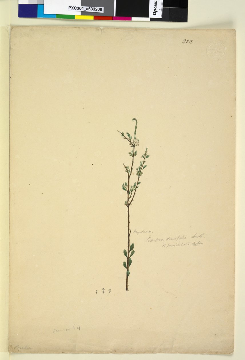 ページ222. Baeckea densifolia、c.1803-06（WC、ペン、インク、鉛筆） 作： ジョン・ウィリアム・ルーウィン