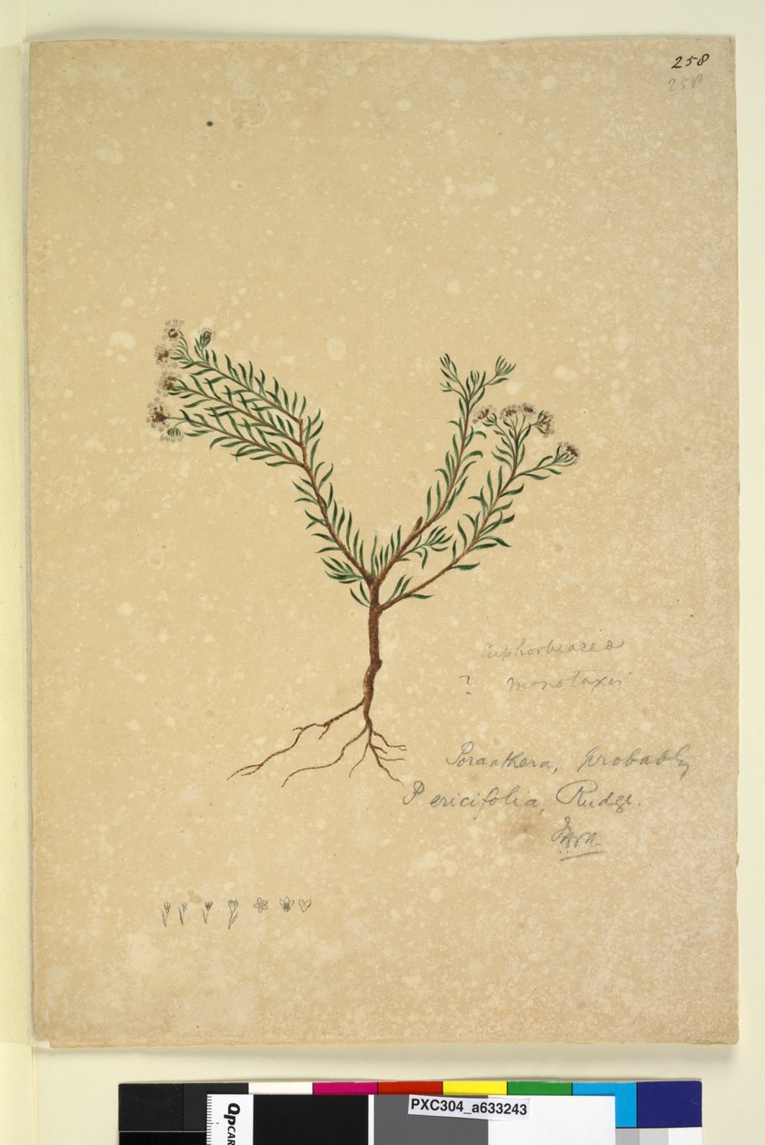 ページ258. Poranthera ericifolia、c.1803-06（トイレ、ペン、インク、鉛筆） 作： ジョン・ウィリアム・ルーウィン