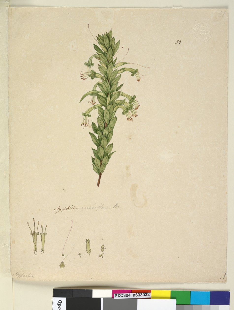 ページ31. Styphelia viridiflora、c.1803-06（WC、ペン、インク、鉛筆） 作： ジョン・ウィリアム・ルーウィン