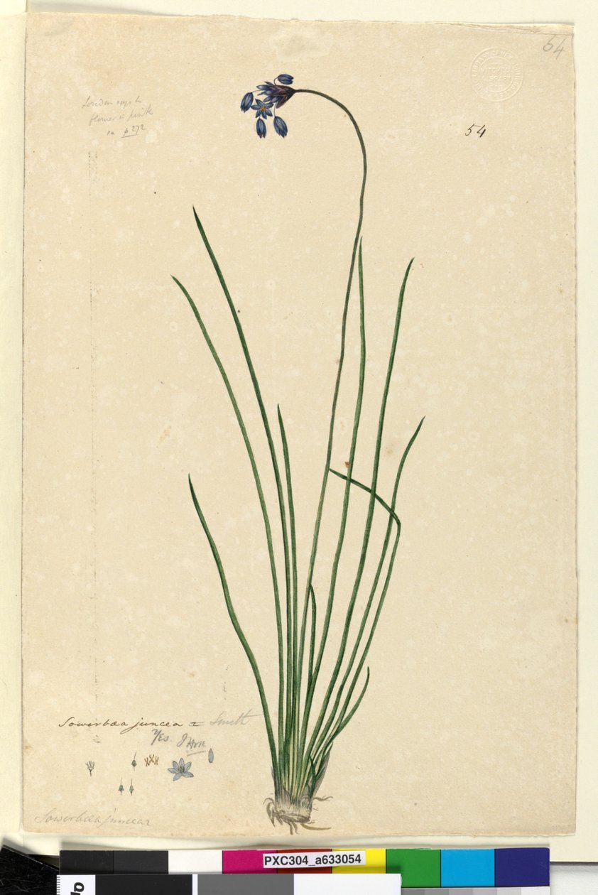 54. Sowerbaea juncea、c.1803-06（トイレ、ペン、インク、鉛筆） 作： ジョン・ウィリアム・ルーウィン