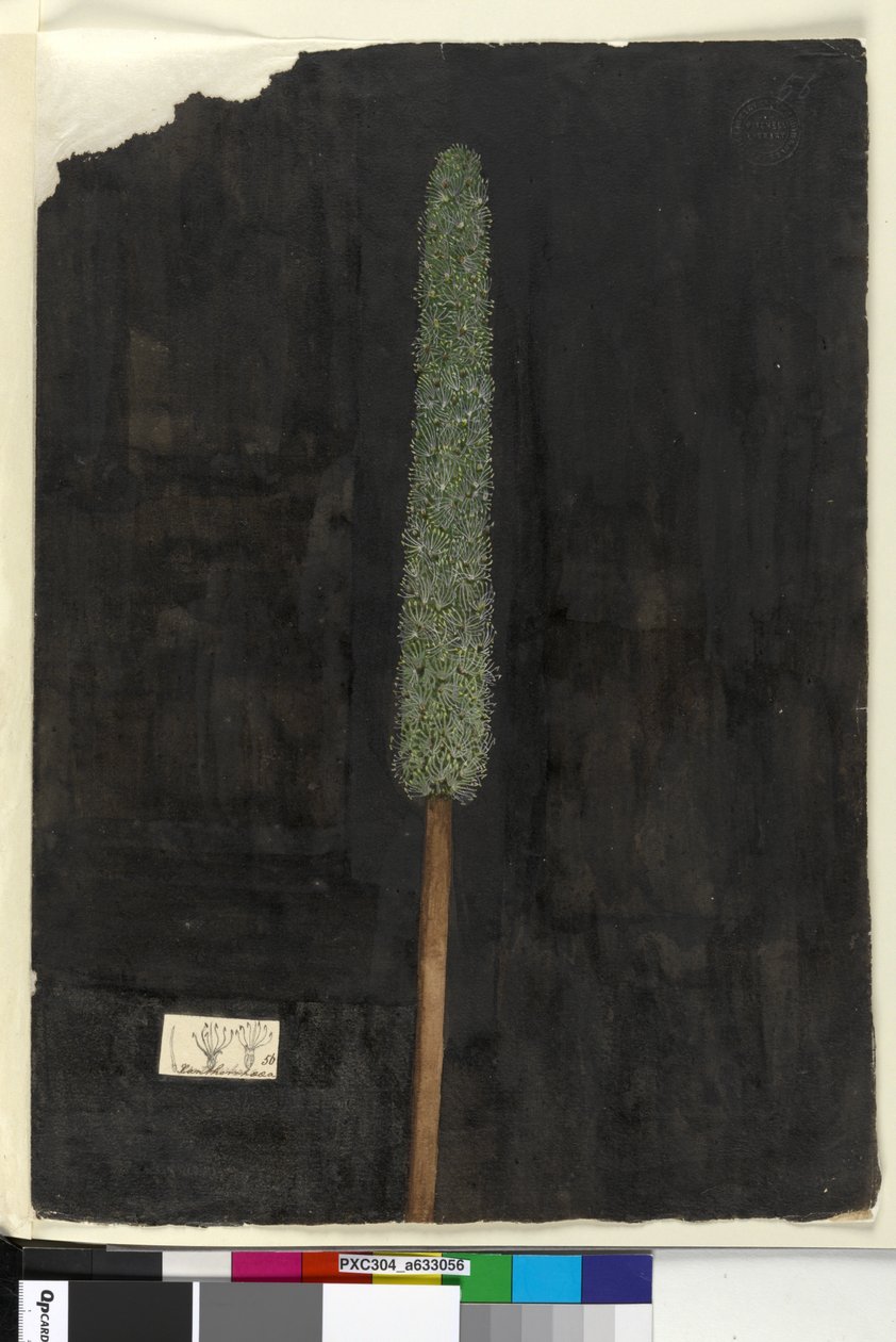 ページ56. Xanthorrhoea、c.1803-06（トイレ、ペン、インク、鉛筆） 作： ジョン・ウィリアム・ルーウィン