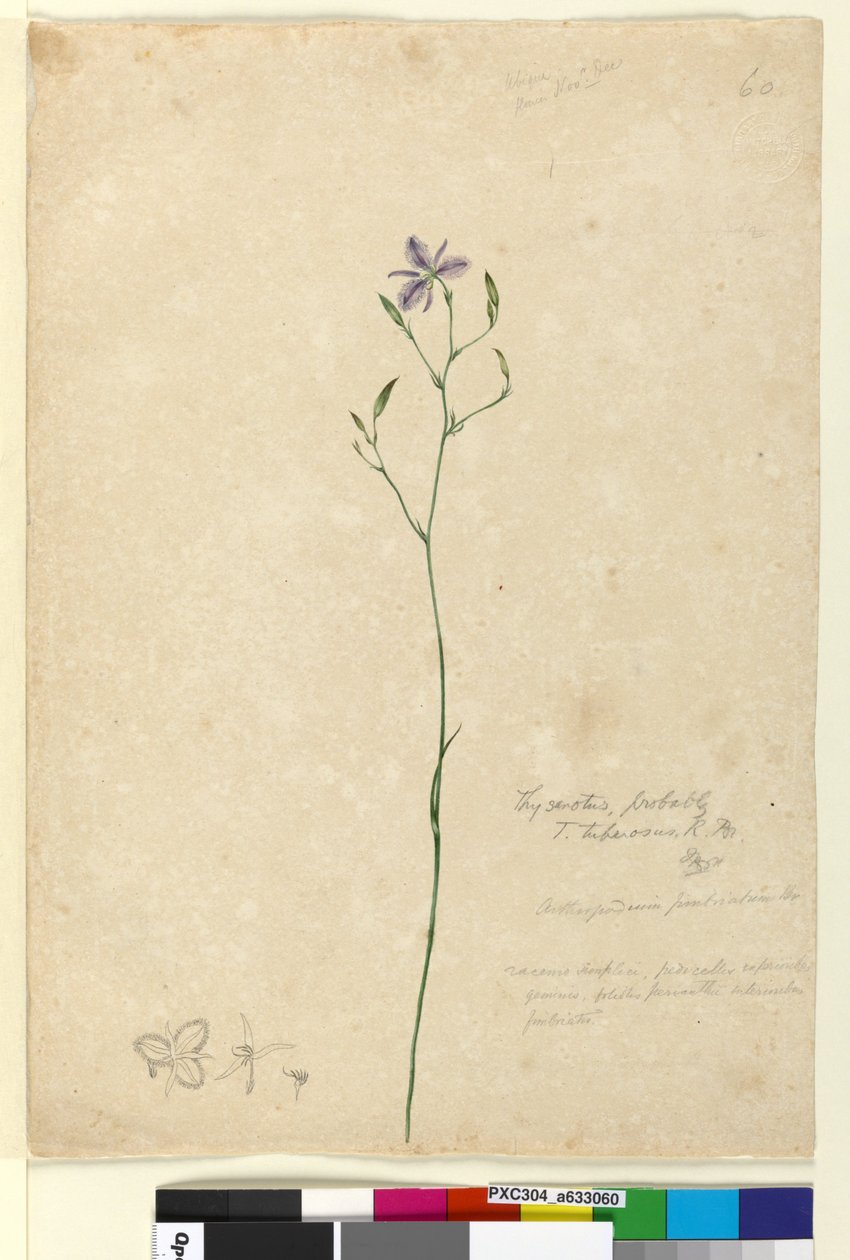 60. Thysanotus tuberosus、1803-06年頃（トイレ、ペン、インク、鉛筆） 作： ジョン・ウィリアム・ルーウィン