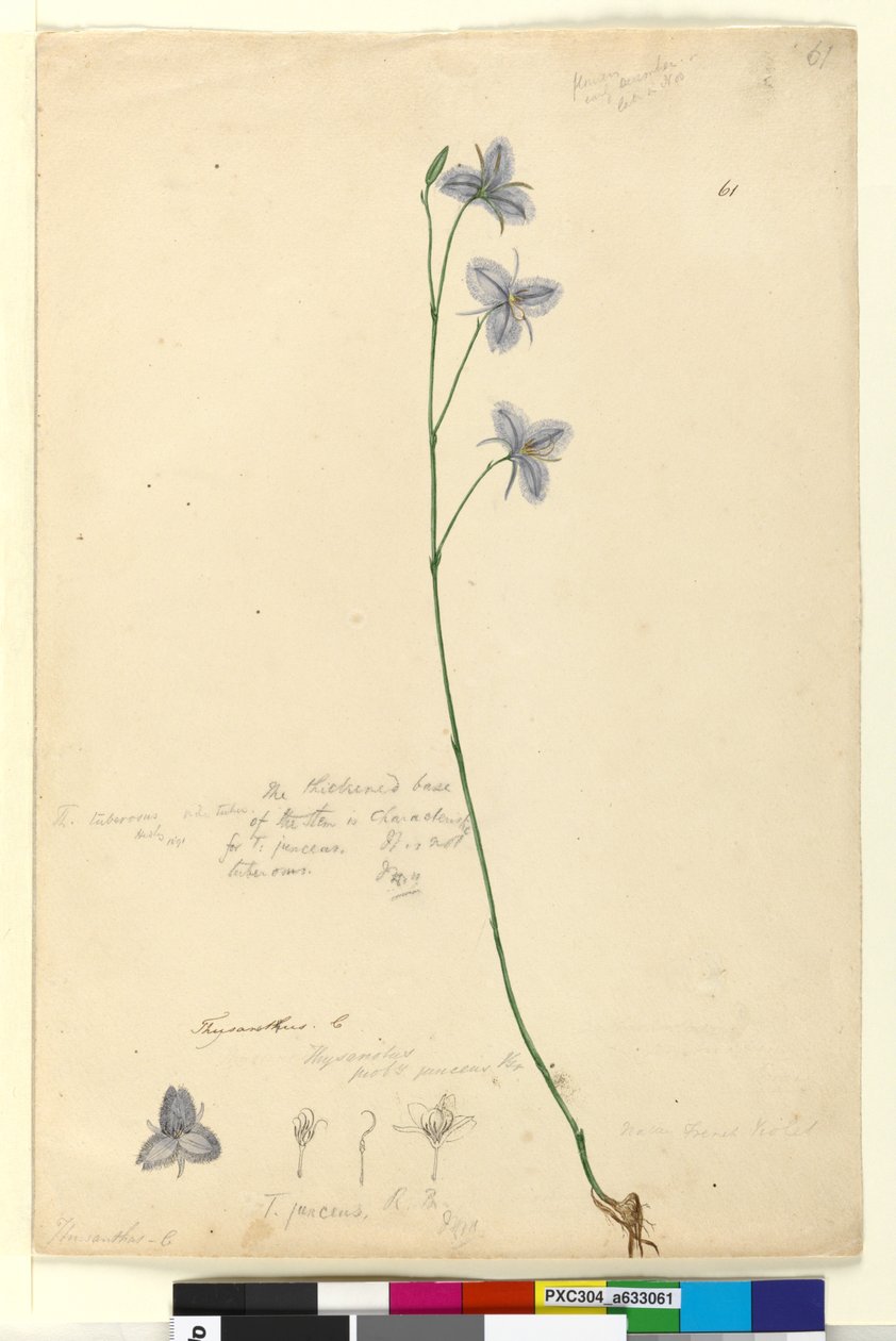 ページ61. Thysanotus、c.1803-06（トイレ、ペン、インク、鉛筆） 作： ジョン・ウィリアム・ルーウィン