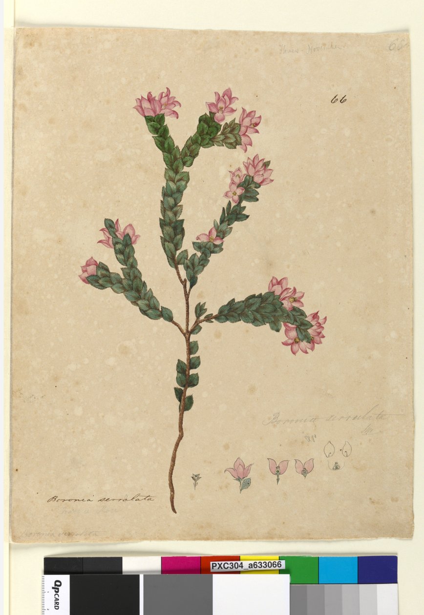 ページ66. Boronia serrulata、c.1803-06（WC、ペン、インク、鉛筆） 作： ジョン・ウィリアム・ルーウィン
