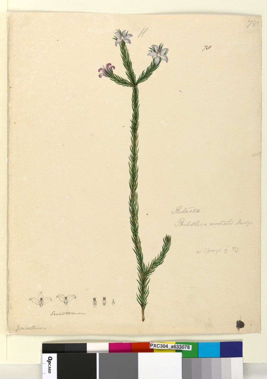 ページ78. Philotheca australis、c.1803-06（トイレ、ペン、インク、鉛筆） 作： ジョン・ウィリアム・ルーウィン