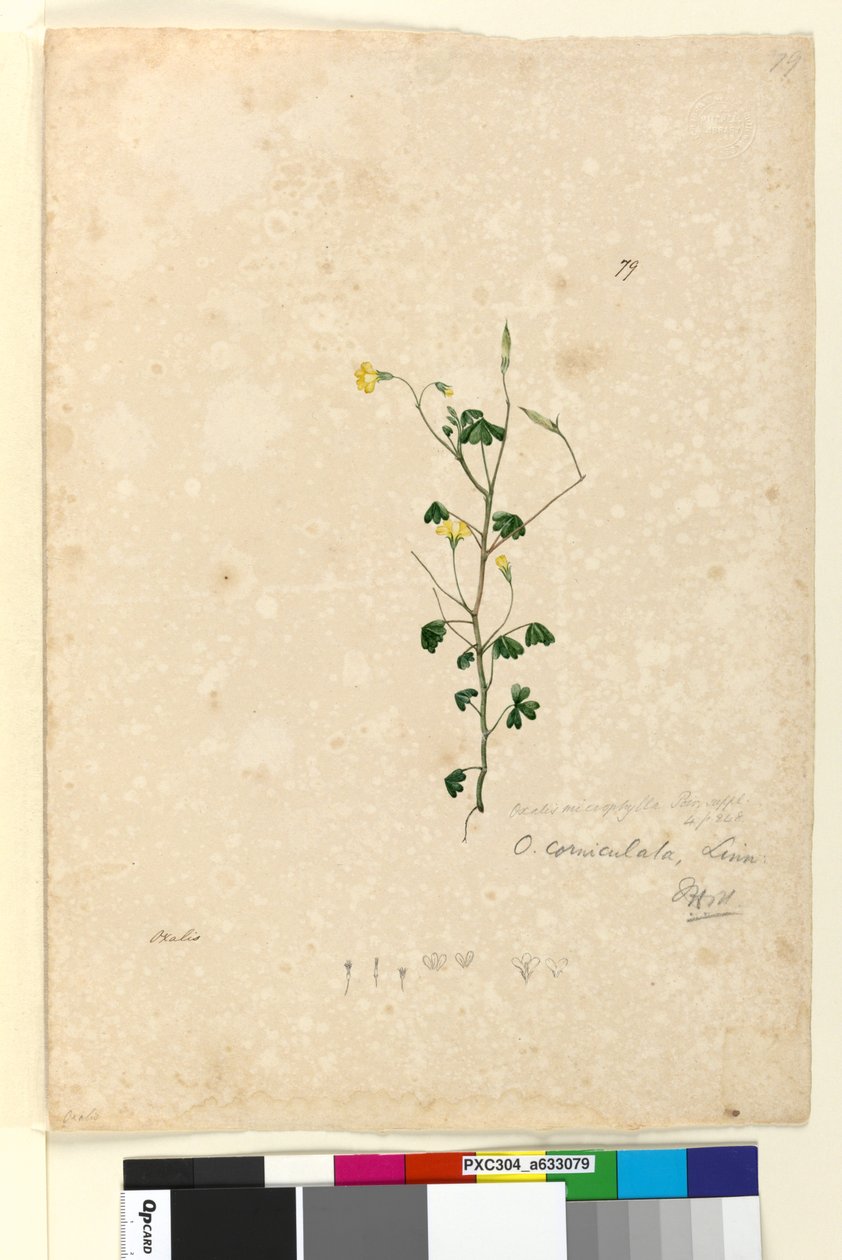 79. Oxalis corniculata、c.1803-06（トイレ、ペン、インク、鉛筆） 作： ジョン・ウィリアム・ルーウィン