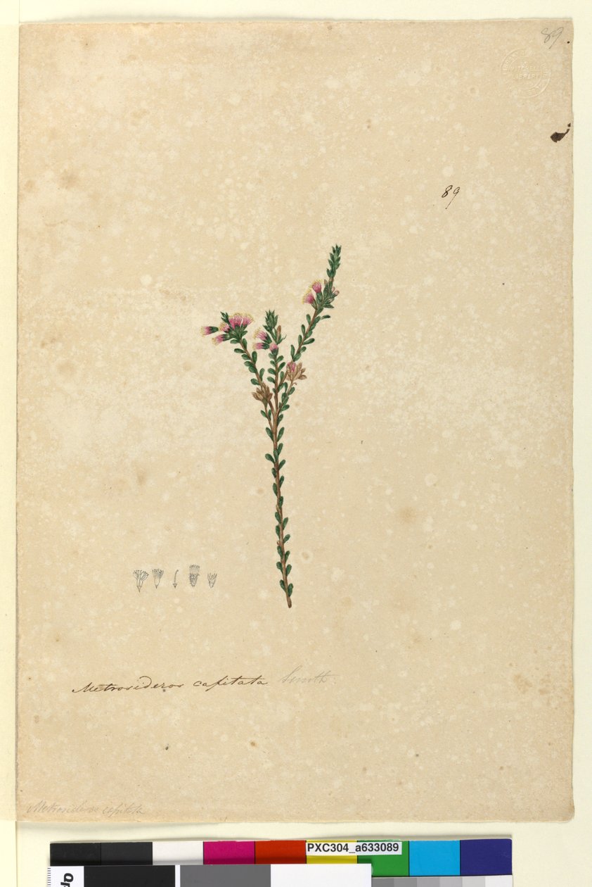 ページ89. Metrosideros capitata、c.1803-06（トイレ、ペン、インク、鉛筆） 作： ジョン・ウィリアム・ルーウィン