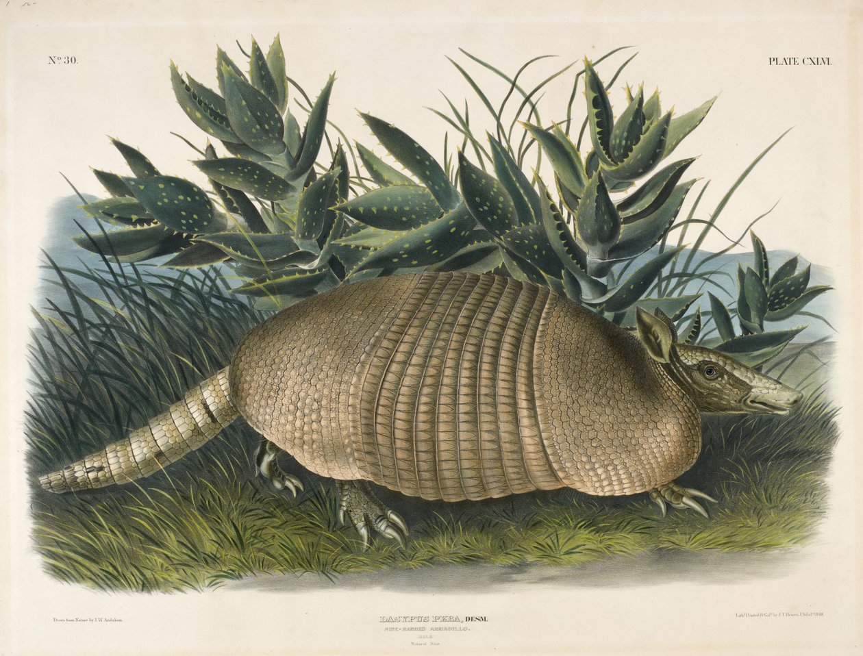 9バンドのアルマジロ（Dasypus Peba）、1848（手塗りのリトグラフ） 作： オーデュボン後のジョン・ウッドハウス