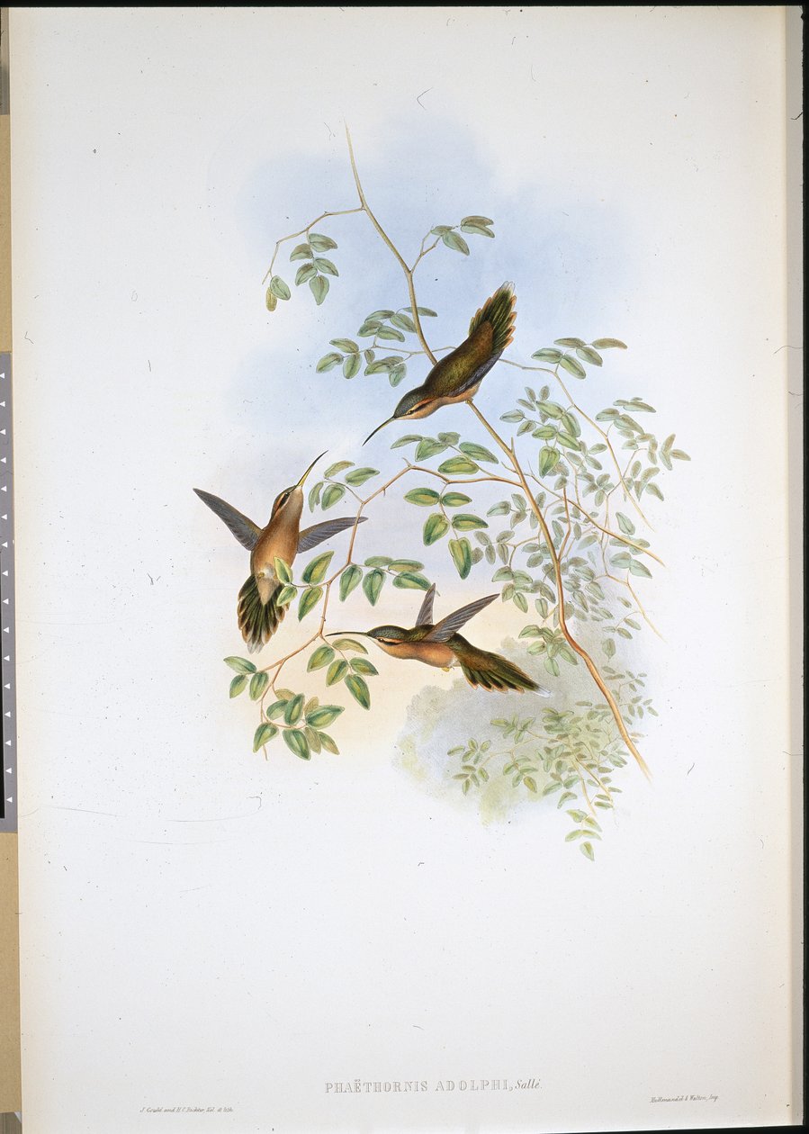 アドルフの仙人（Phaethornis Adolphi）（手彩色リトグラフ 作： ジョン・グールド（後）