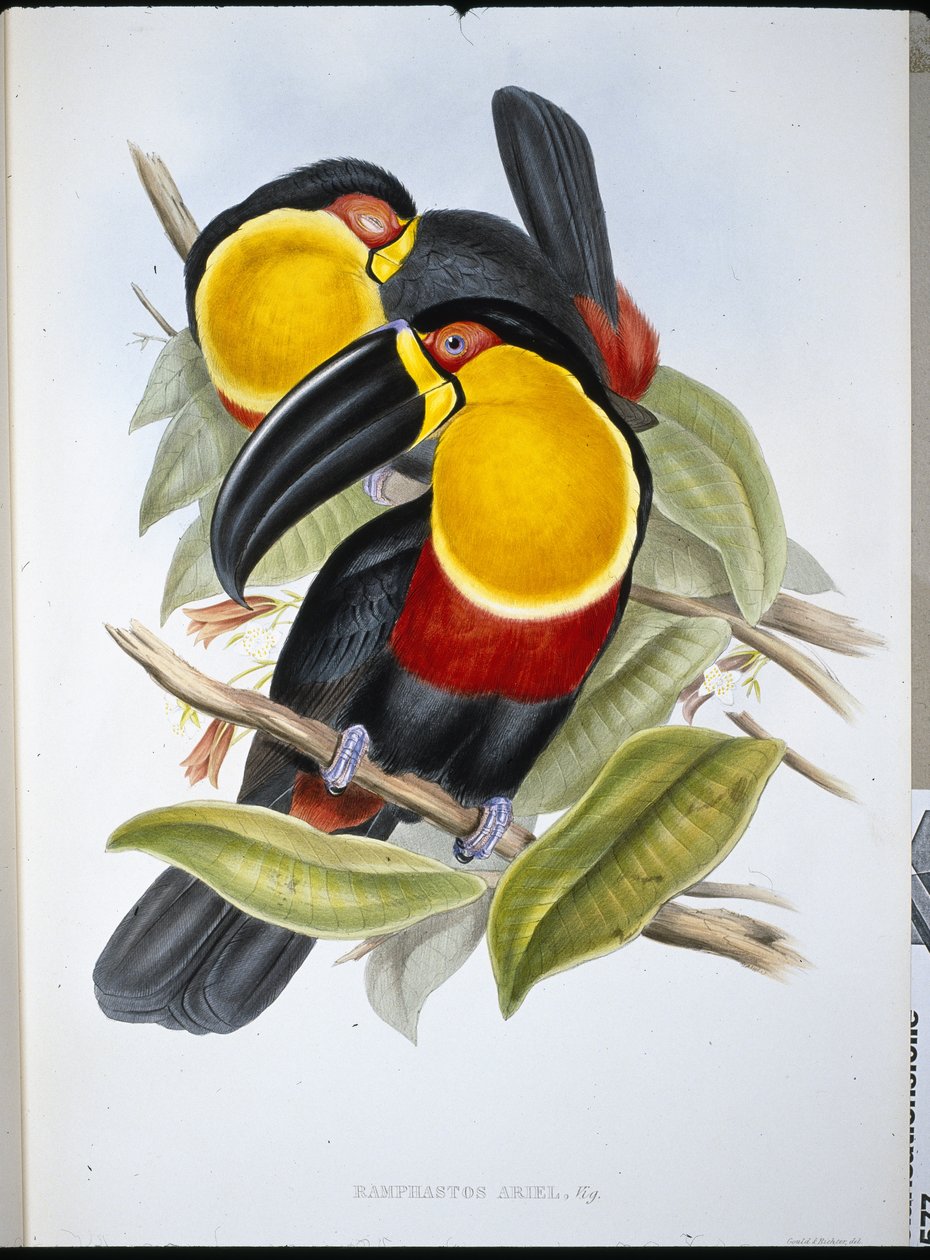 アリエル・トゥーカン（Ramphastos Ariel）（手彩色リトグラフ 作： ジョン・グールド（後）