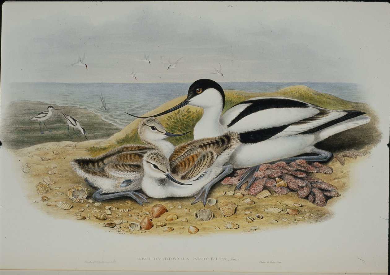 アボセット（Recurvirostra Avocetta）（手彩色のリトグラフ版 作： ジョン・グールド（後）