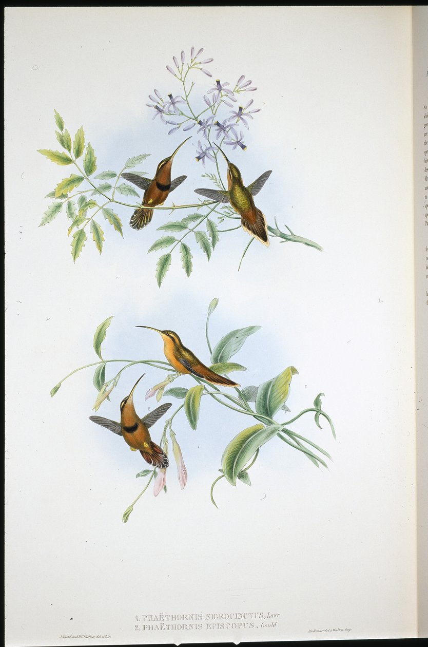 ベルテッド・ハーミット（Phaethornis Nigrocinctus）とビショップ・ハーミット（Phaethornis Episcopus）（手彩色のリトグラフ 作： ジョン・グールド（後）