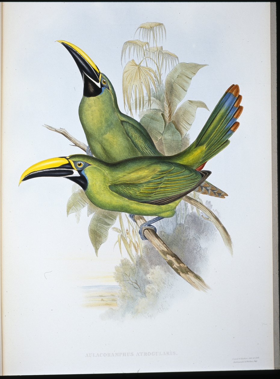 ブラックスロートグルーヴビル・トゥーカン（Aulacoramphus Atrogularis）（手彩色リトグラフ 作： ジョン・グールド（後）