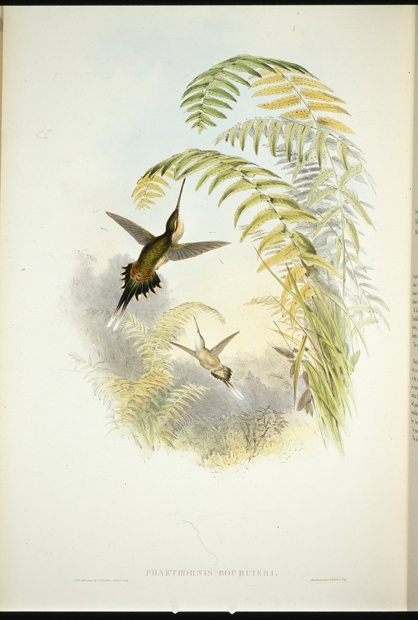 ブルシエの隠者（Phaethornis Bourcieri）（手彩色のリトグラフ版 作： ジョン・グールド（後）
