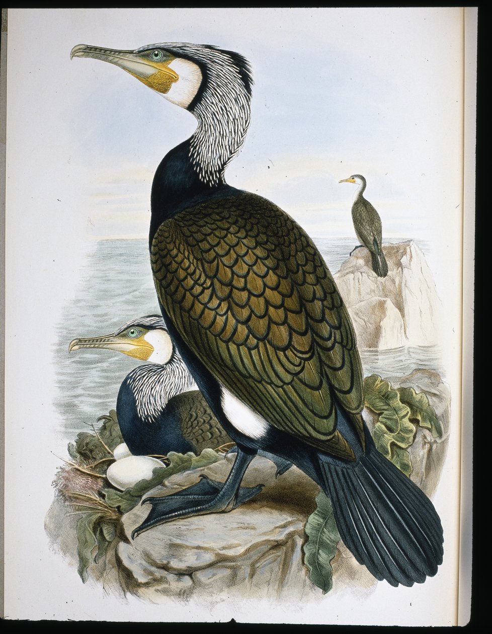 鵜（Phalacrocorax Carbo）（手彩色のリトグラフ 作： ジョン・グールド（後）
