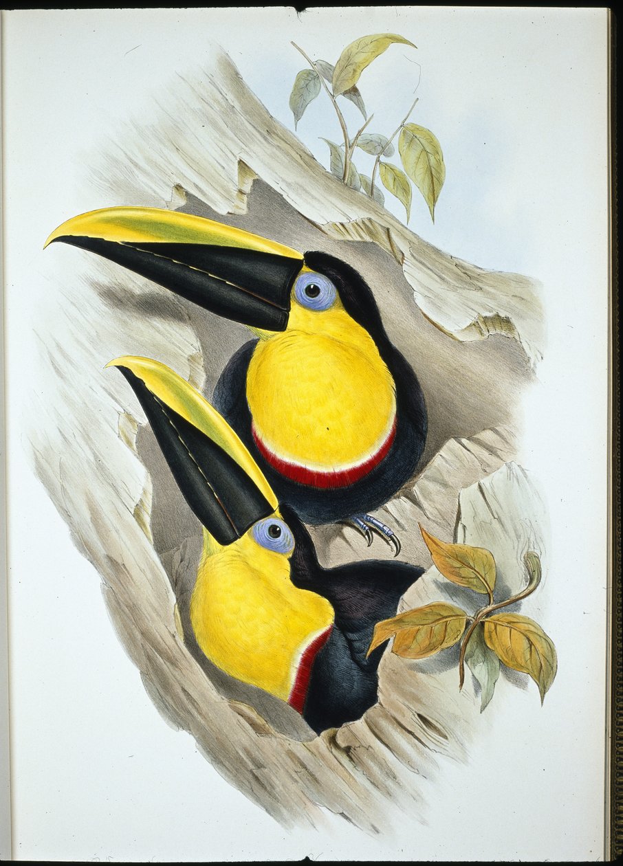 ハシビロコウ（Ramphastos Ambiguus）（手彩色リトグラフ版 作： ジョン・グールド（後）
